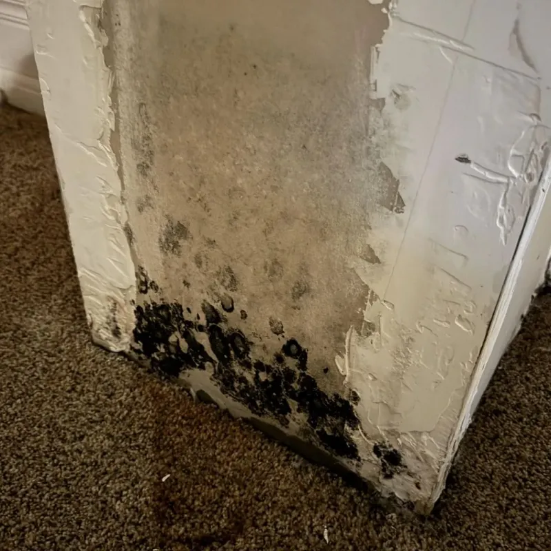 Professional Mold Removal in Park County, WY